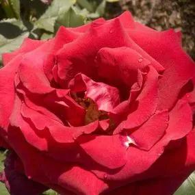 Royal William Hybrid Tea Rose (Rosa Royal William) 2